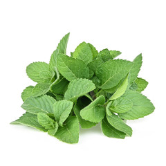Fresh mint  isolated on a white background