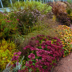 Flowers in the autumn garden. Perennials in the botanical garden in autumn.