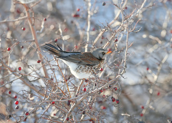 Close-up portrait of The fieldfare (Turdus pilaris) sitting on the branches of hawthorn with bright red berries