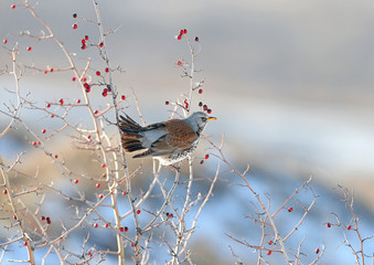 Close-up portrait of The fieldfare (Turdus pilaris) sitting on the branches of hawthorn with bright red berries