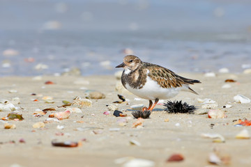 A close-up photo of The ruddy turnstone (Arenaria interpres) in winter plumage feeds on the sandy shore of the Persian Gulf