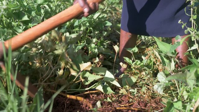 Close up shot of an elderly African woman's hands using a hoe to dig weeds around potatoes growing in a garden.