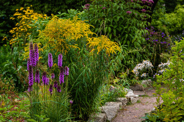 Obraz premium Flowers in the autumn garden. Perennials in the botanical garden in autumn.