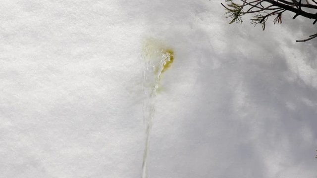 Pissing outdoors on snow, making white snow surface yellow. Don't eat yellow snow!