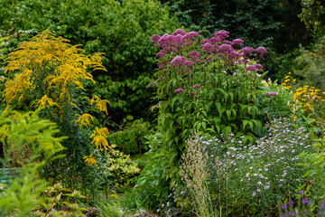 Yellow and purple flowers in the summer garden. A blossoming summer or fall garden.