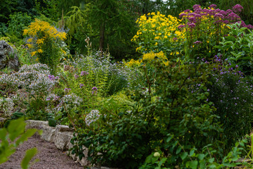 Yellow and purple flowers in the summer garden. A blossoming summer or fall garden.
