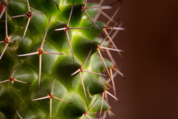 Green cactus with needles. Cactus needles close up.