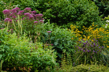 Yellow and purple flowers in the summer garden. A blossoming summer or fall garden.
