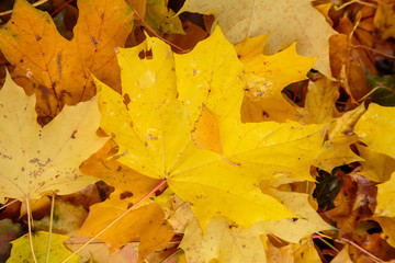 Autumn background with fallen leaves of yellow, red autumn leaves