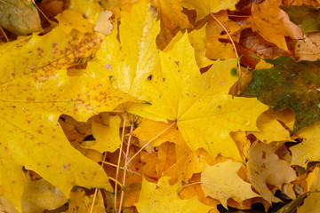 Autumn background with fallen leaves of yellow, red autumn leaves