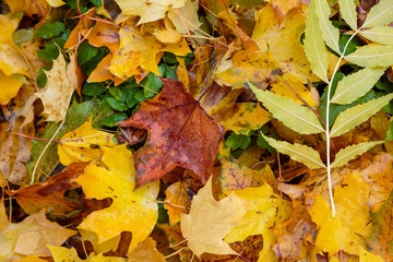 Autumn background with fallen leaves of yellow, red autumn leaves