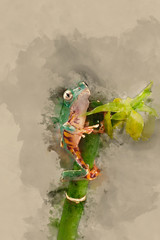 Digital watercolor painting of Fringed Leaf Tree Frog Cruziohyla Craspedopus with blurred green background