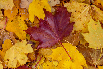 Autumn background with fallen leaves of yellow, red autumn leaves