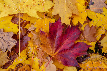 Autumn background with fallen leaves of yellow, red autumn leaves