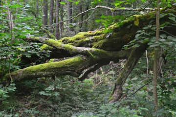 Puszcza Białowieska, stare, przewrócone drzewo porośnięte mchem