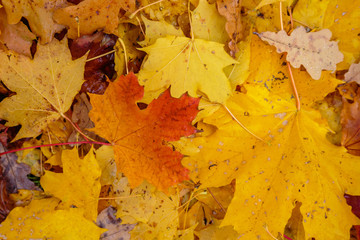 Autumn background with fallen leaves of yellow, red autumn leaves