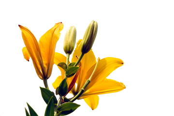 Obraz premium Bright yellow perennial lily flowers isolated on a white background.
