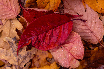 Autumn background with fallen leaves of yellow, red autumn leaves
