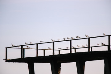 Seagulls on the Black Sea