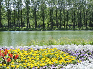 Obraz premium flowers and lake in spring
