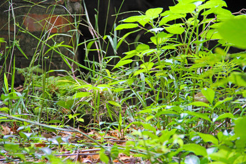plants