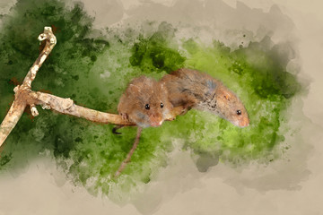 Digital watercolor painting of ADorable and Cute harvest mice micromys minutus on wooden stick