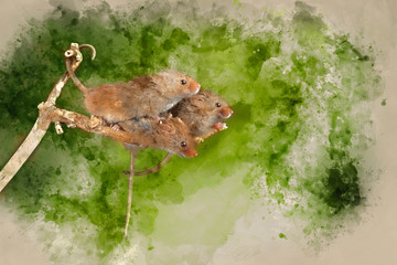 Digital watercolor painting of ADorable and Cute harvest mice micromys minutus on wooden stick
