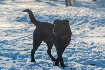 Black dog standing outdoors in the snow. Winter landscape