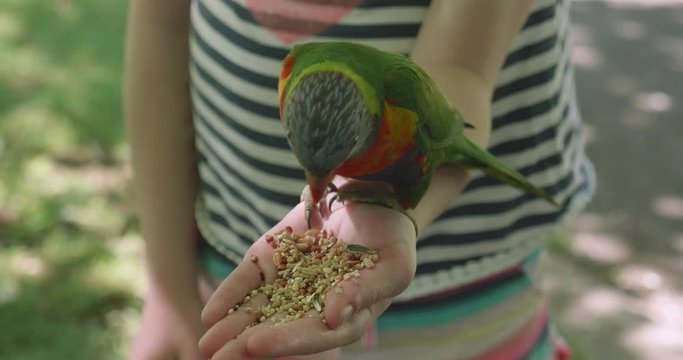 A brightly colored rainbow lorikeet, a type of parrot native to Australia, eats birdseed from the palm of a young girls hand. The lorikeet is sitting on the girl's hand