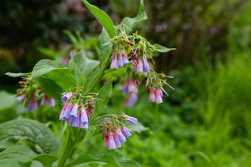 Flowers of Symphytum in summer garden. Bumblebee on flowers of Symphytum. Symphytum is a genus of flowering plants in the borage family, Boraginaceae.