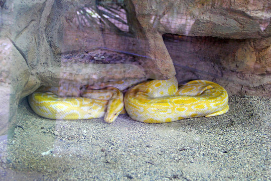 Snake