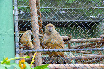 Monkey