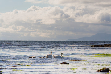 Family of swans and cygnets in the Atlantic ocean in Donegal, Ireland.