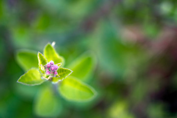 Wild purple flower