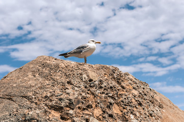 Closeup white sea gull sits and rests on stone against the sky