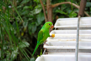 Bird