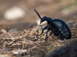Meloe proscarabaeus adult oil beetle living in Europe