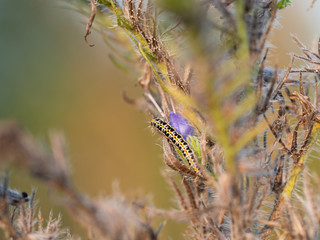 Caterpillar of Ethmia bipunctella diurnal moth