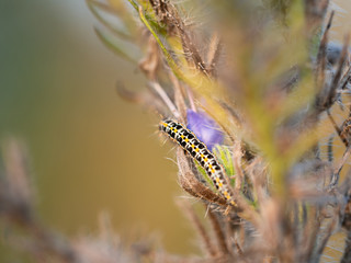 Caterpillar of Ethmia bipunctella diurnal moth