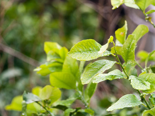 Wet green leaves on blurred background