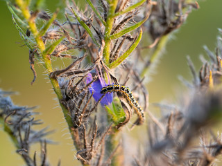 Caterpillar of Ethmia bipunctella diurnal moth