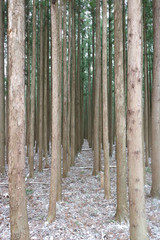 Winter ceder 杉並木