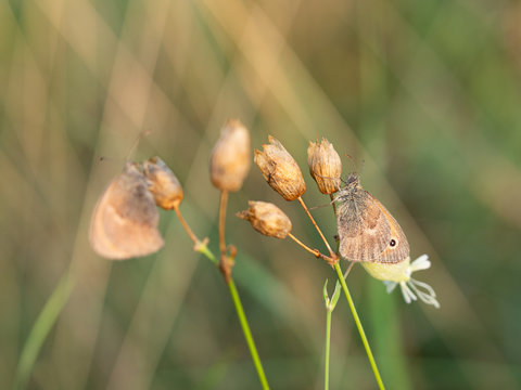 Small heath (Coenonympha pamphilus) butterfly in early summer day