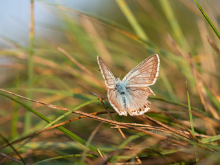 Chalkhill blue (Lysandra coridon) butterfly male