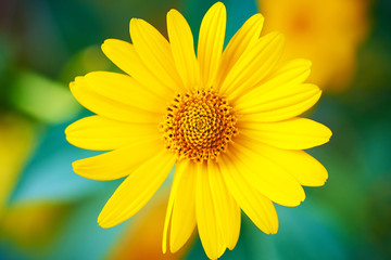 Blooming flower close-up on a blurred background.