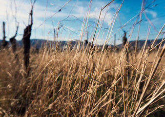 Obraz premium gras in front of vineyard german landscape