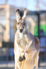 育児嚢の中の子どもを守る母親カンガルー