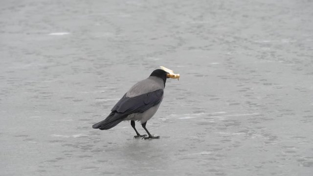 A crow holds in its beak a piece of bread on a frozen river, lake. Close-up.