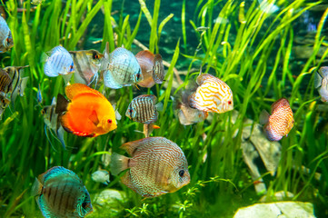 Fresh water aquarium with colorful fishes .