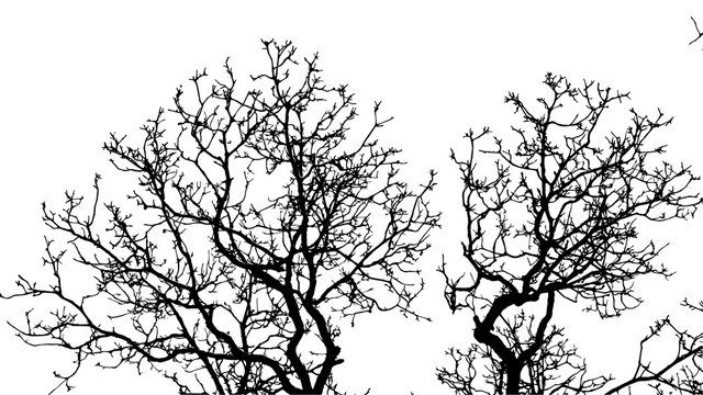 silhouette of the branches